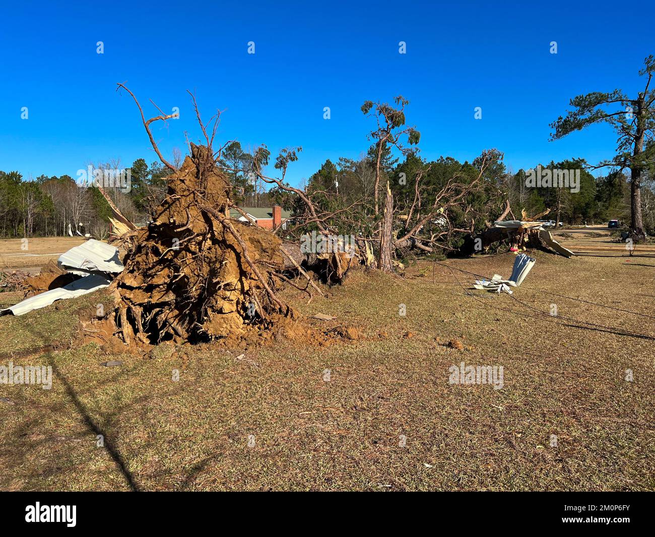 Albero enorme caduto sopra dai danni di vento di tornado. Foto Stock