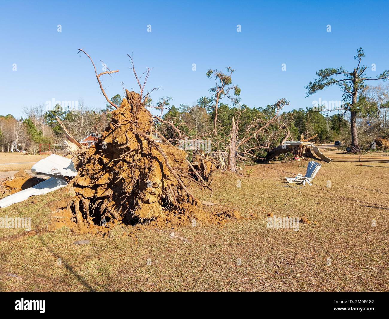 Albero enorme caduto sopra dai danni di vento di tornado. Foto Stock