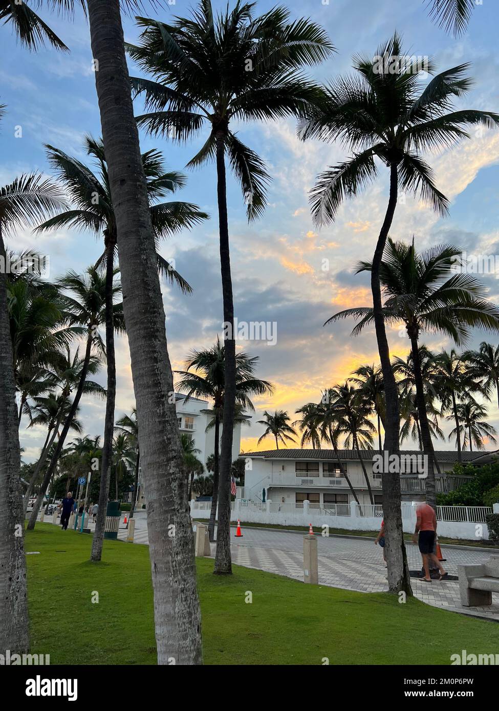 Bella palma di cocco con incredibile cielo vivace al tramonto Foto Stock
