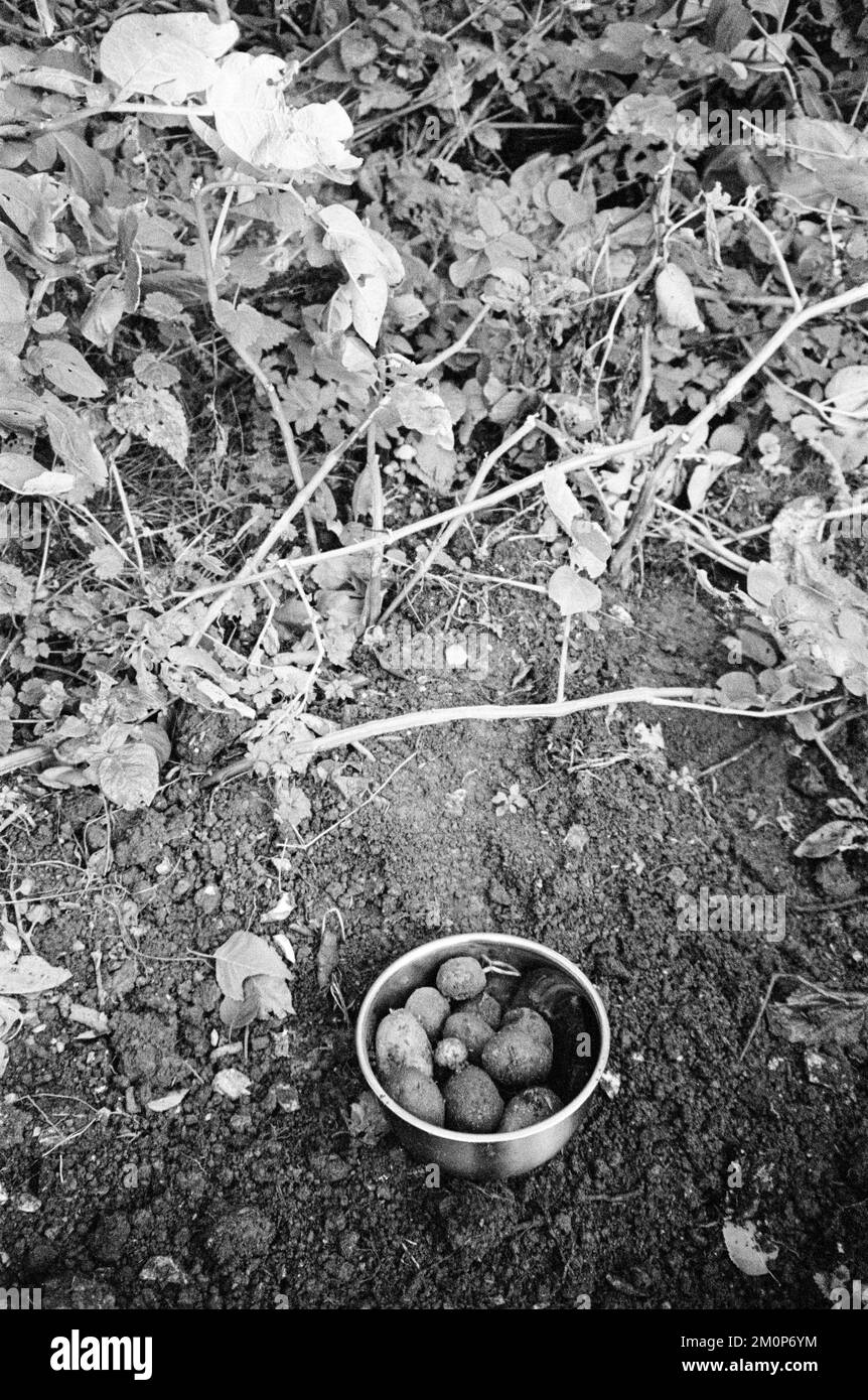 Scavando patate, Medstead, Hampshire, Inghilterra, Regno Unito Foto Stock