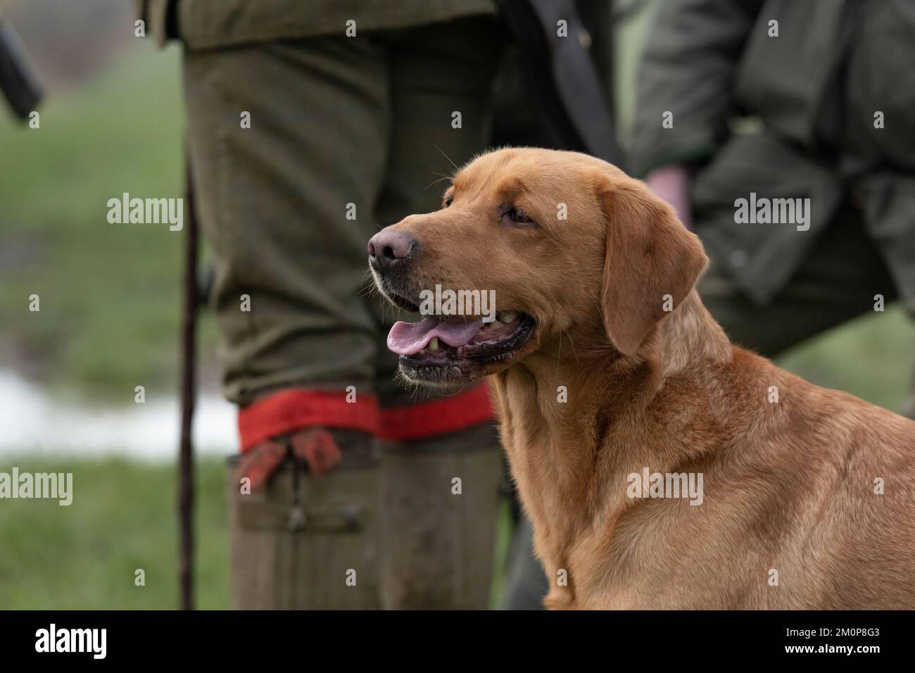 labrador volpe rossa in una giornata di tiro Foto Stock
