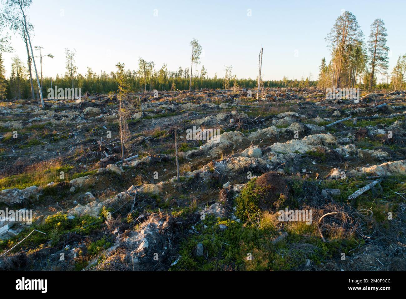 Un colpo ad angolo alto di un antrillo di grandi dimensioni su un'area mineralizzata a taglio chiaro vicino a Hossa, Finlandia settentrionale Foto Stock