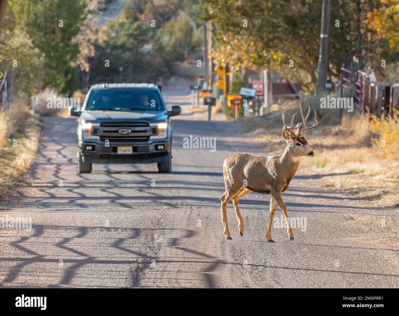 Un giovane buck girovagando in cerca di fare, attraversa la strada di fronte a un camion pick-up appena fuori da Canon City, Colorado. Foto Stock Un giovane buck girovagando in cerca di fare, attraversa la strada di fronte a un camion pick-up appena fuori da Canon City, Colorado. Foto Stock