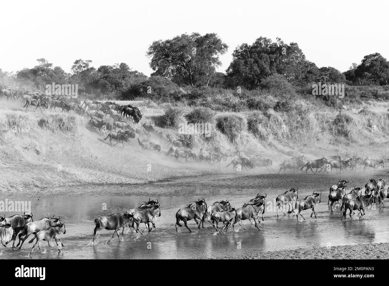 Una mandria di gestione wildebeest in Maasai Mara National Reserve in Kenya Foto Stock