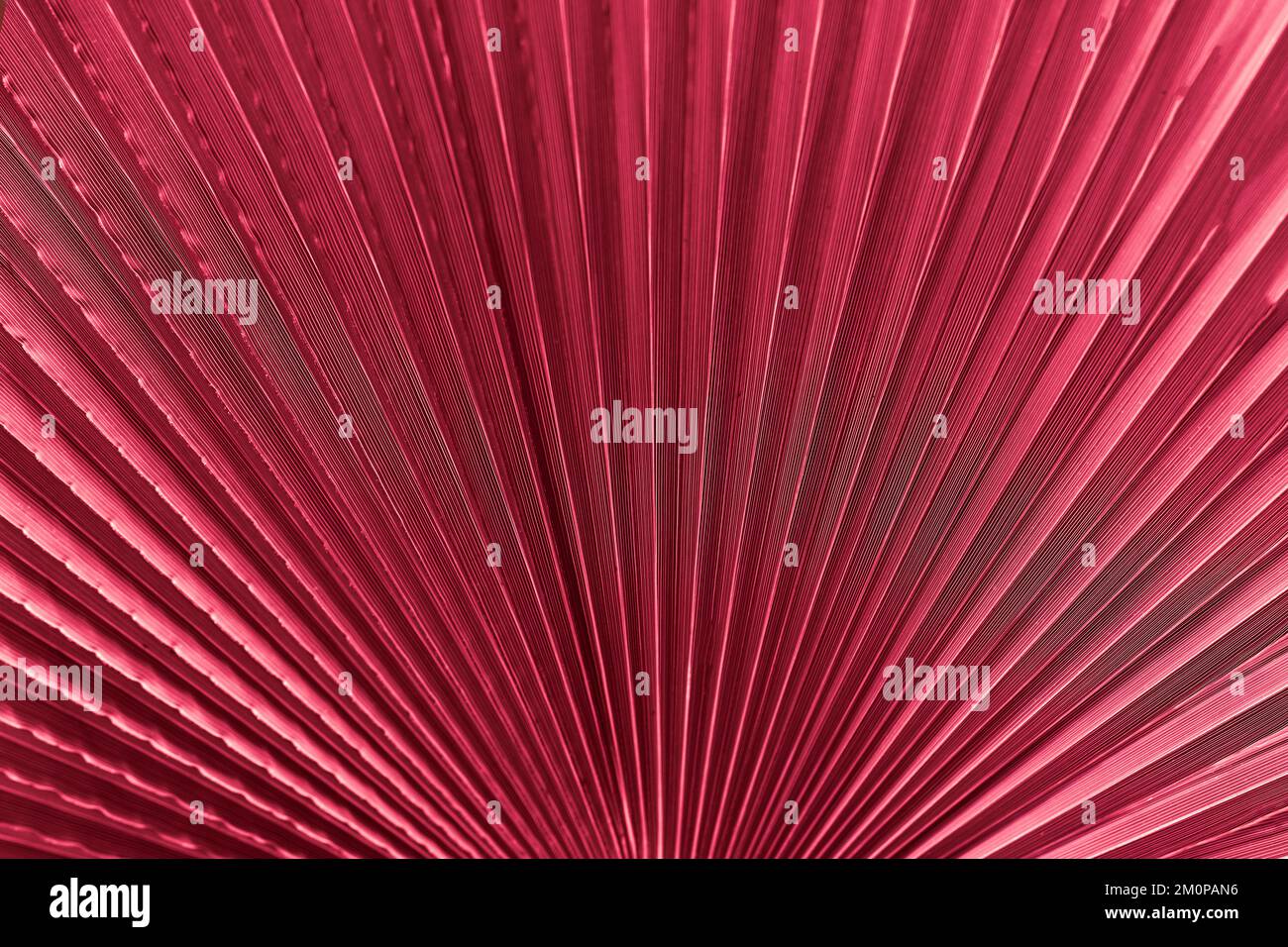 Struttura delle foglie di palma sfondo foglie tropicali primo piano. Viva magenta tavolozza di colori alla moda Foto Stock