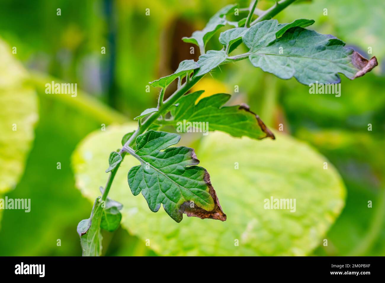 Foglie verdi di pomodoro colpite da malattia. Fungal o malattia virale. Mancanza o eccesso di umidità e nutrienti, foto ravvicinata Foto Stock