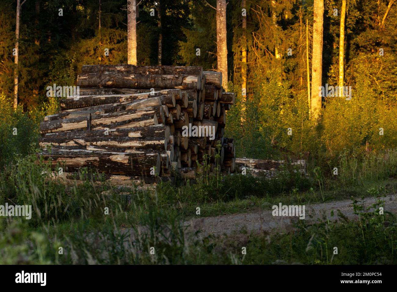 Mucchio di tronchi di Aspen appena tagliati su una strada sterrata in una serata estiva nel sud dell'Estonia, Nord Europa Foto Stock