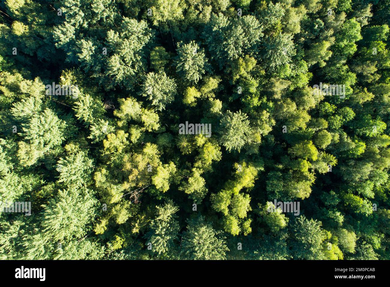 Un'antenna di una foresta boreale mista in una serata estiva nel sud dell'Estonia, in Europa Foto Stock