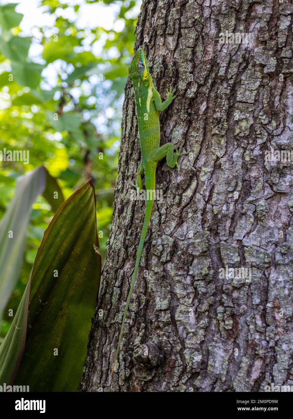 Un'anola cavaliere, Anolis equestris, conosciuta anche come anola cavaliere cubana o anola gigante cubana, che riposa su un albero. Foto Stock