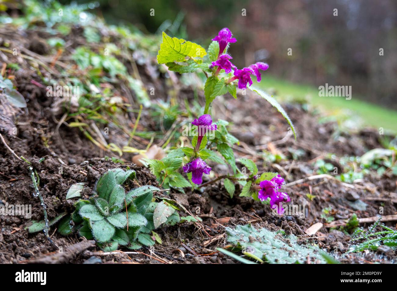 Lamium purpurpurpureum . Purpurrote Taubnessel im Winter . L'ortica morta viola in inverno Foto Stock