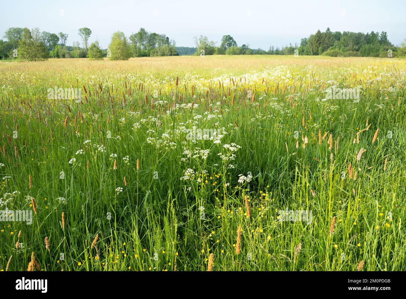 Una variegata varietà di piante selvatiche su un prato estivo durante una mattina presto in Estonia, Nord Europa Foto Stock