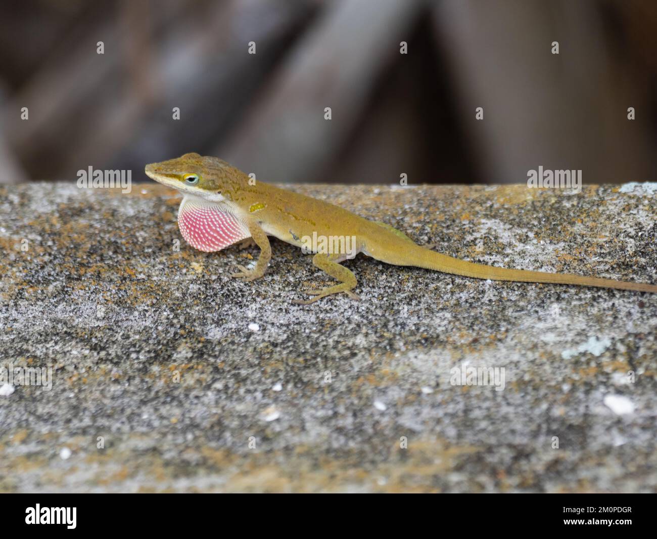 Anolis carolinensis, l'anolo verde, noto anche come anolo Carolina, anolo verde Carolina, anolo americano, anolo verde americano e anolo rosso-gola. Foto Stock