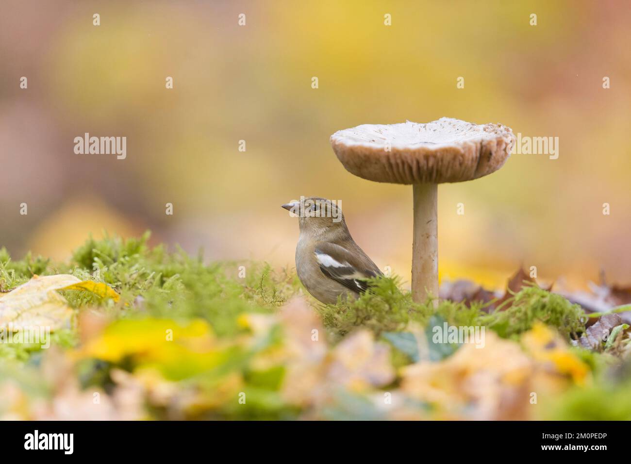 Comune chaffinch Fringilla coelebs, donna adulta in piedi sul terreno boschivo vicino al fungo, Suffolk, Inghilterra, novembre Foto Stock