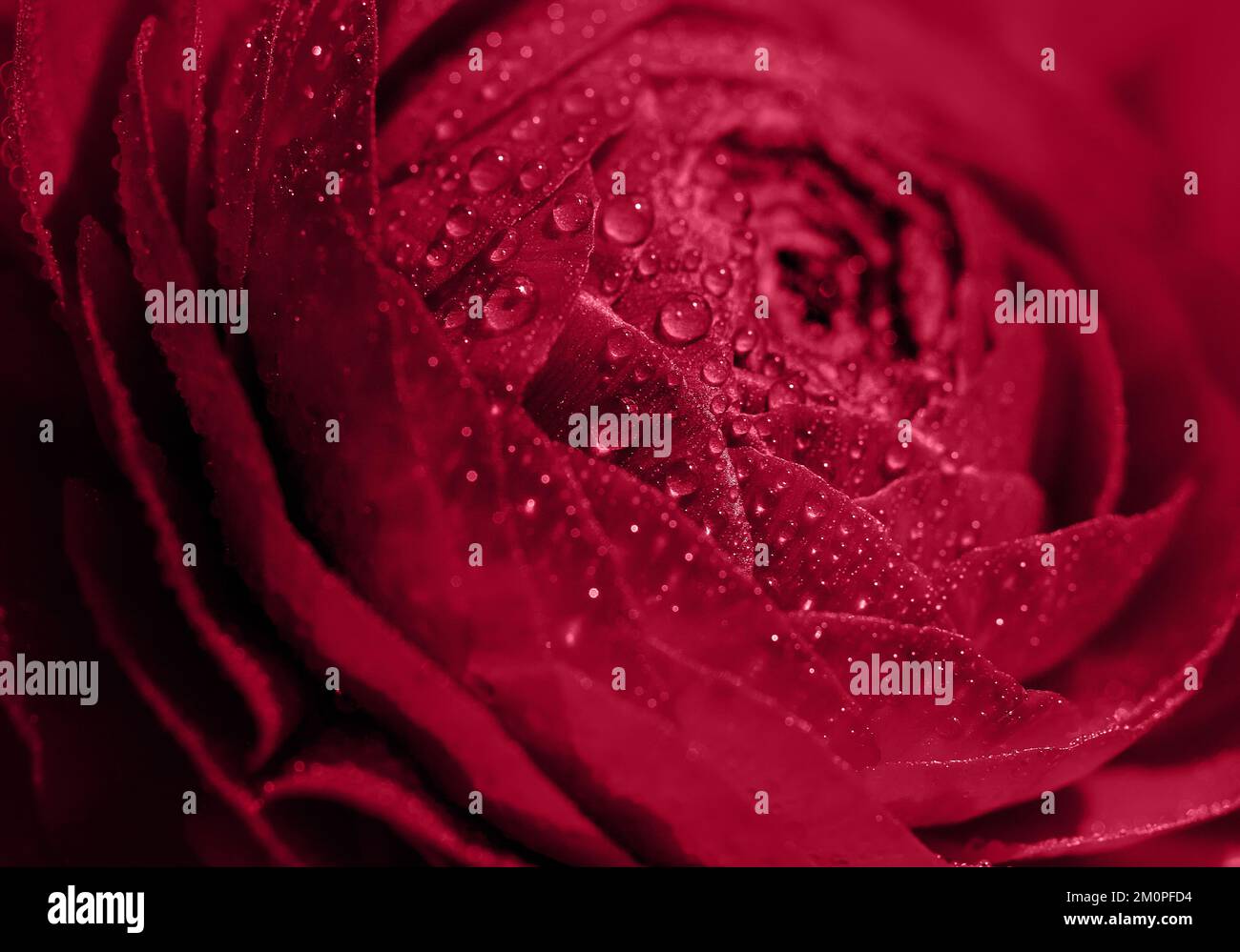 fiore rosso fiorente con gocce d'acqua. sfondo floreale Foto Stock