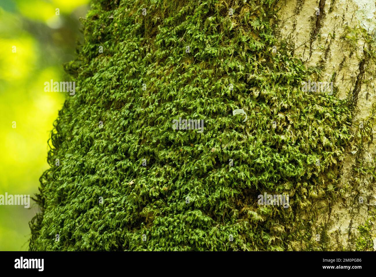 Primo piano di un muschio di Homalia trichomanoides che cresce su un albero a foglia larga in una foresta estiva lettone Foto Stock