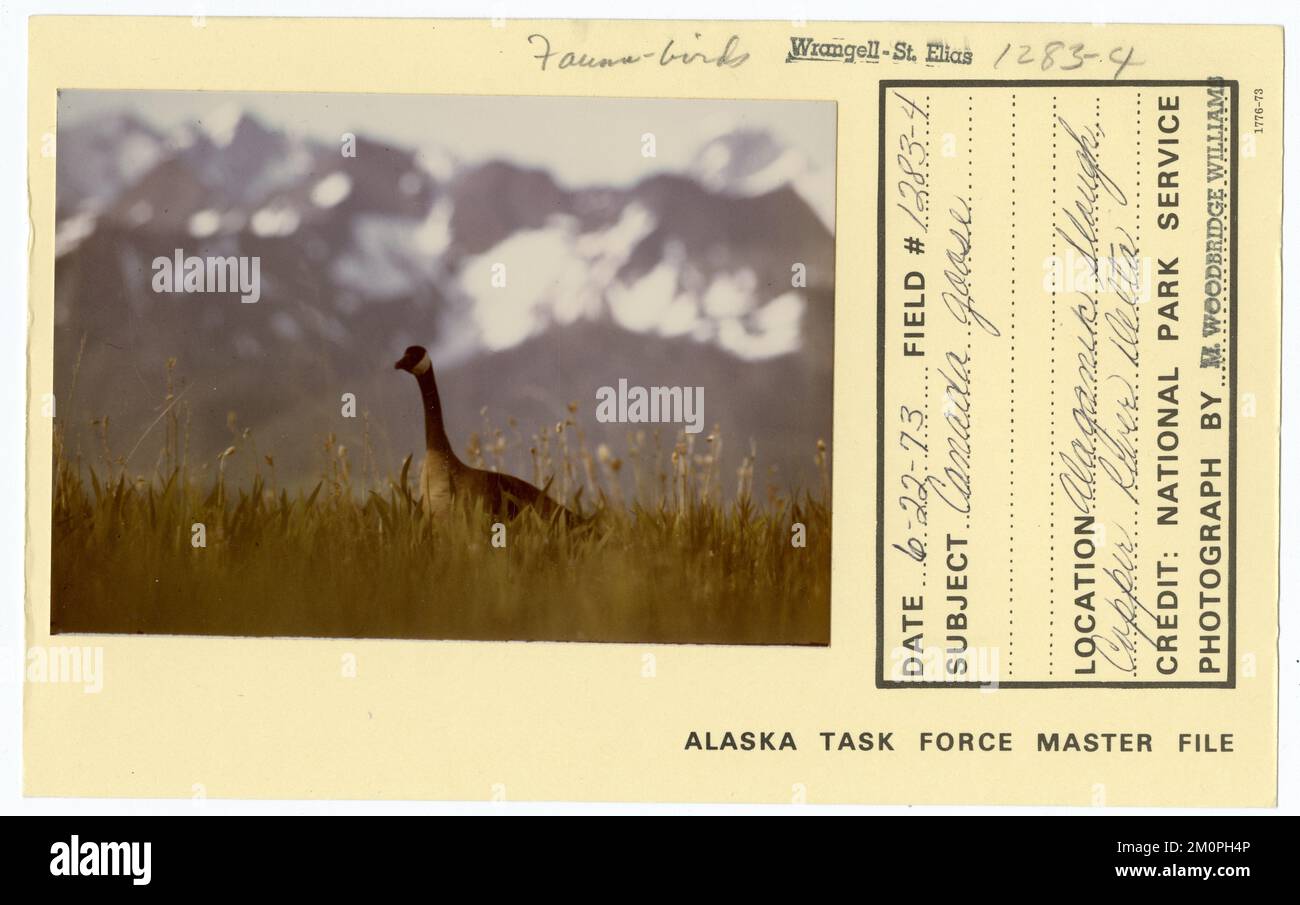 Oca canadese. Alaska Task Force fotografie Foto Stock