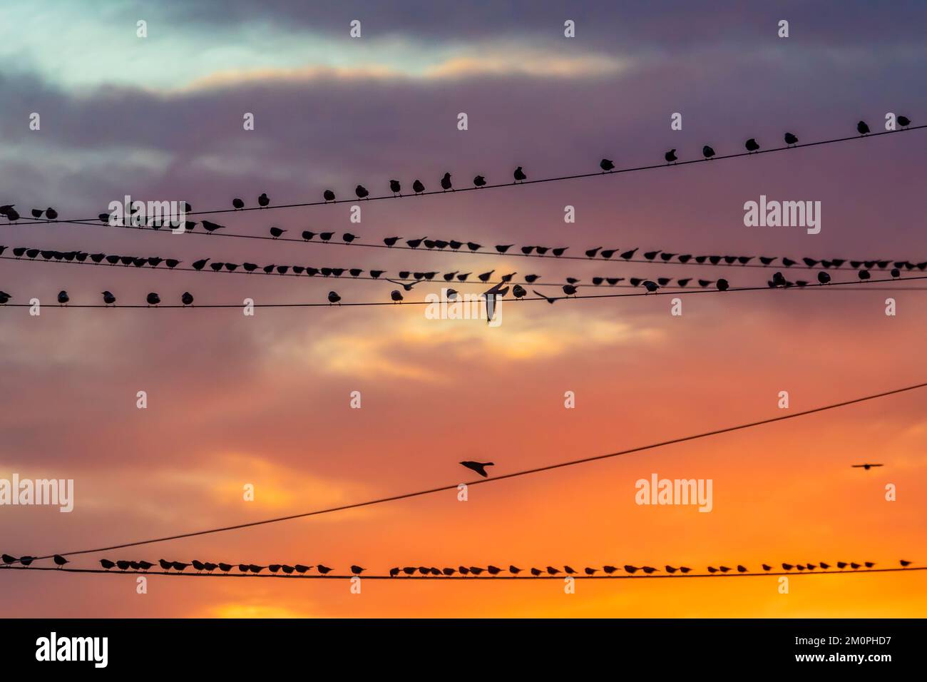 European Starlings su cavi elettrici vicino alla Route 66 a Winslow, Arizona, USA Foto Stock