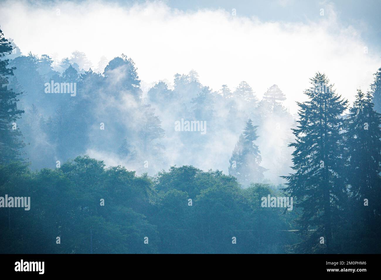 Sempreverdi avvolta nella nebbia mattutina nell'Oregon meridionale Foto Stock