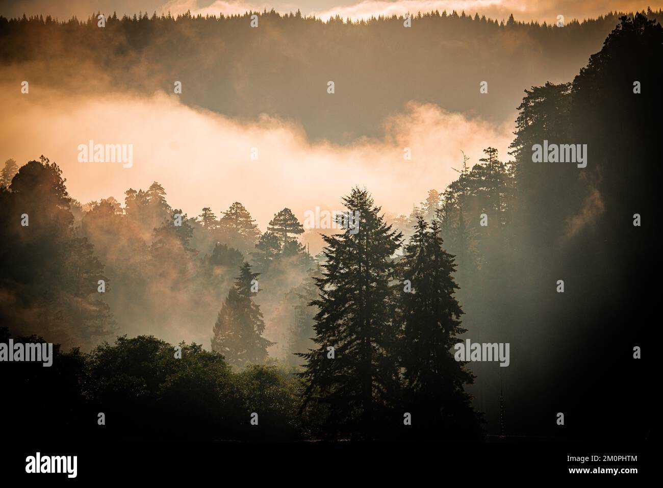 Sempreverdi avvolta nella nebbia mattutina nell'Oregon meridionale Foto Stock