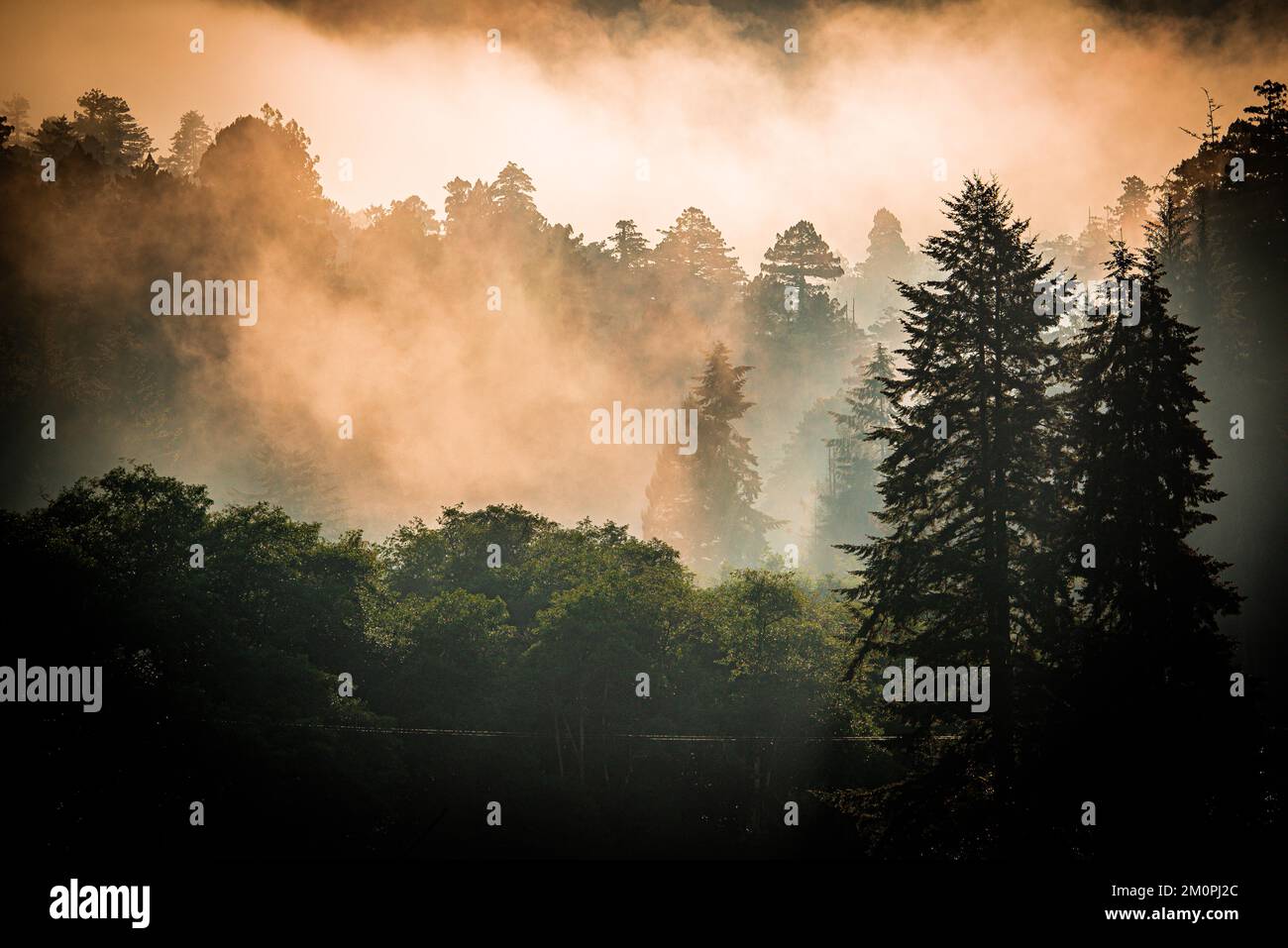 Sempreverdi avvolta nella nebbia mattutina nell'Oregon meridionale Foto Stock
