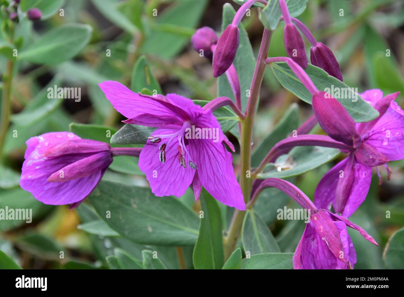 Fiori viola fioriscono in sole luminoso Foto Stock