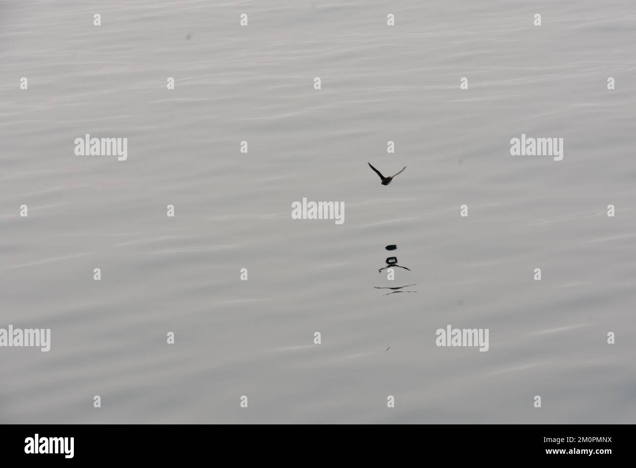 Uccello artico che prende il volo su un oceano calmo Foto Stock
