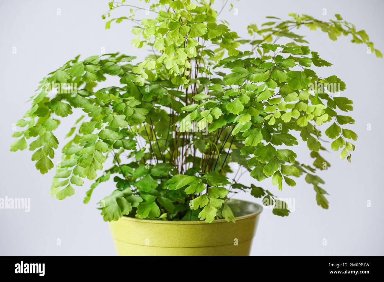 Felce maidenhair, Adidantum, pianta della casa, vaso pianta, arredamento per la casa Foto Stock