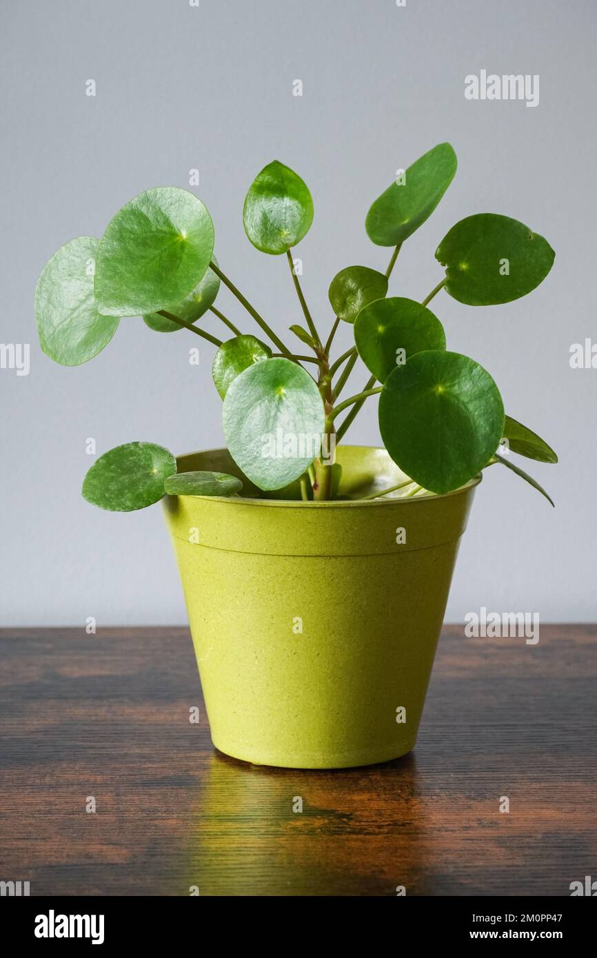 Moneta cinese pianta, casa pianta, vaso pianta, arredamento casa Foto Stock