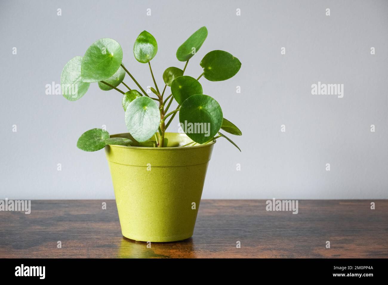 Moneta cinese pianta, casa pianta, vaso pianta, arredamento casa Foto Stock