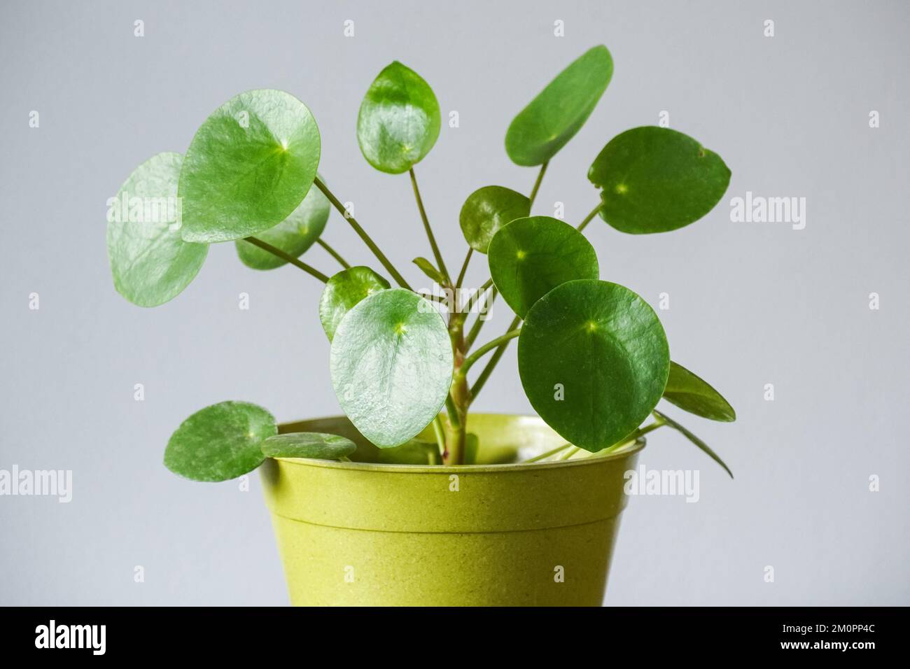 Moneta cinese pianta, casa pianta, vaso pianta, arredamento casa Foto Stock
