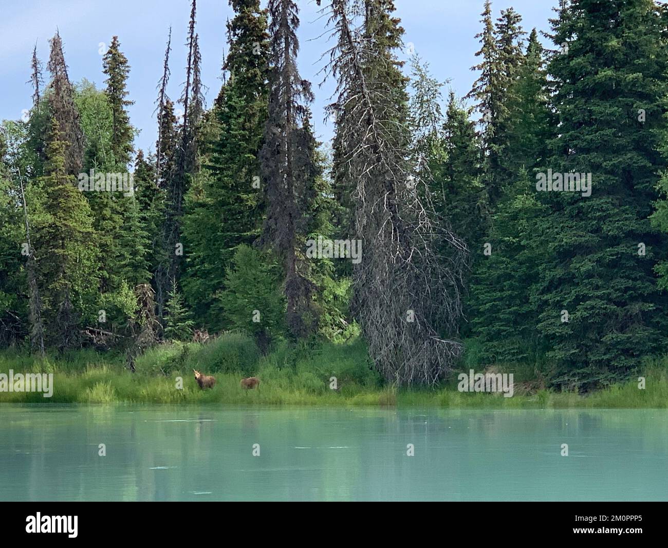 Fiume alpino con alci di mucca e bambino Foto Stock