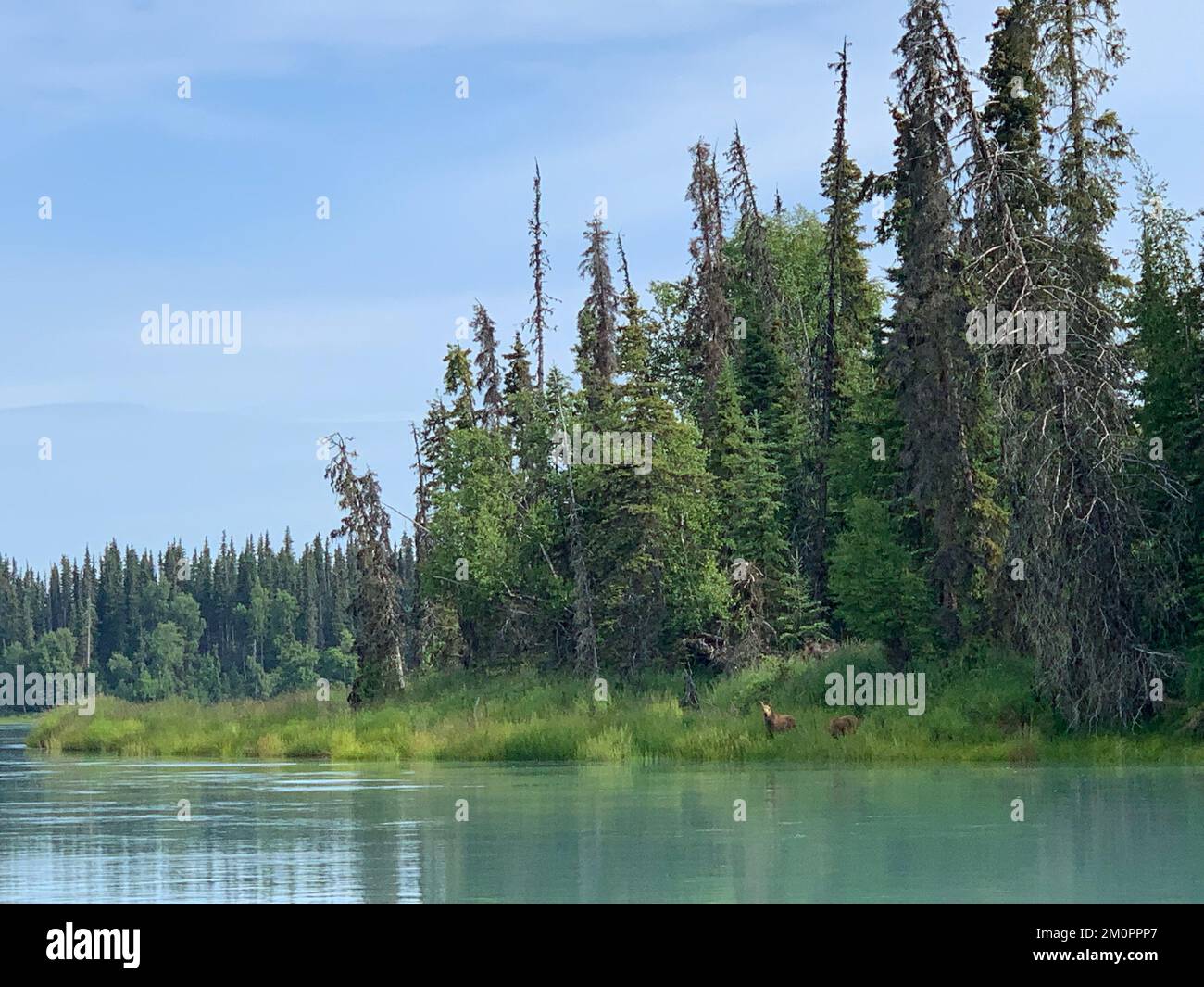 Fiume alpino con alci di mucca e bambino Foto Stock