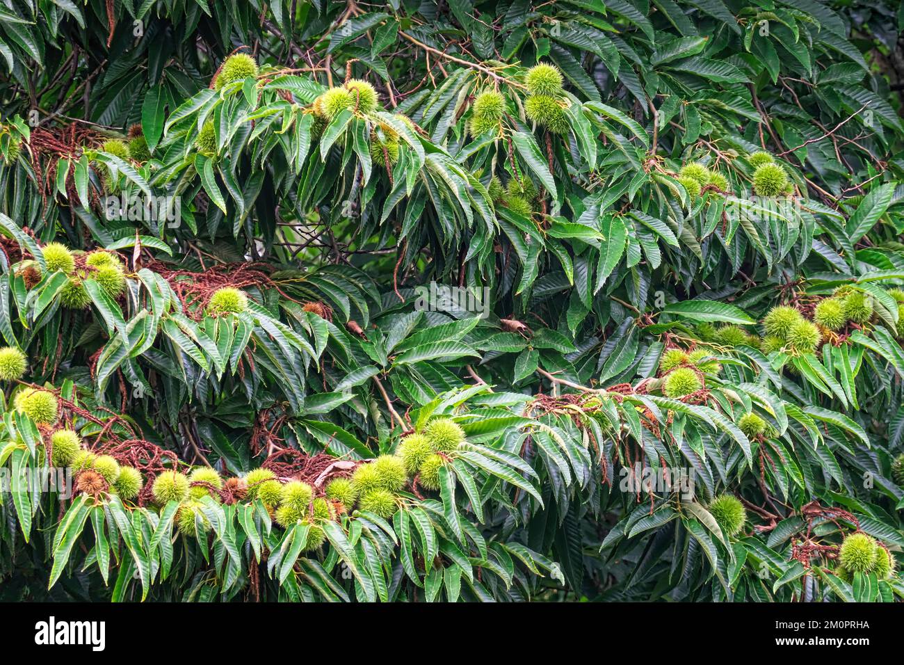 Castagno spagnolo o dolce tree3 (Castanea saliva) - con castagne maturanti ancora attaccate ai rami. Foto Stock