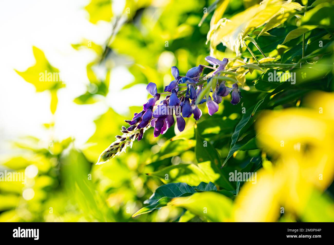 Glicine, arbusto deciduo da arrampicata, con pendenti di fiori profumati in maggio o giugno. Foto Stock