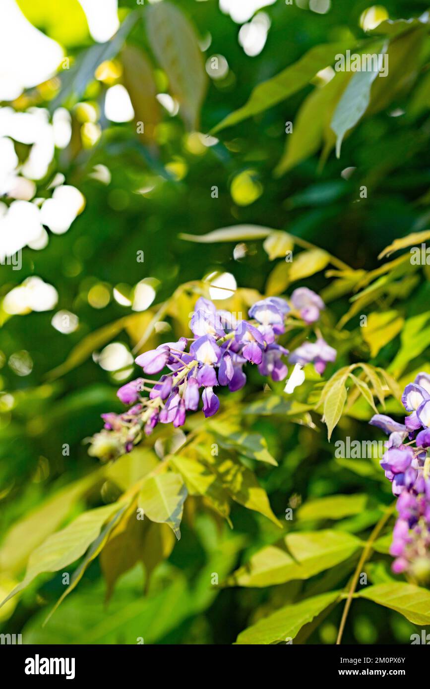Glicine, arbusto deciduo da arrampicata, con pendenti di fiori profumati in maggio o giugno. Foto Stock