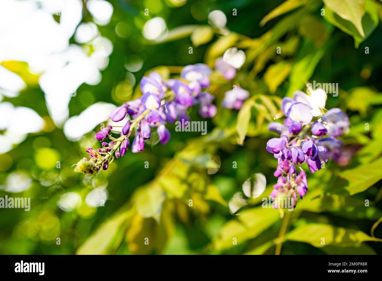 Glicine, arbusto deciduo da arrampicata, con pendenti di fiori profumati in maggio o giugno. Foto Stock
