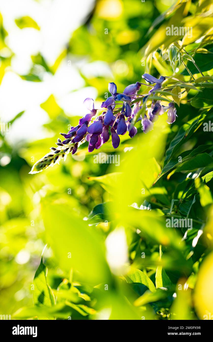 Glicine, arbusto deciduo da arrampicata, con pendenti di fiori profumati in maggio o giugno. Foto Stock