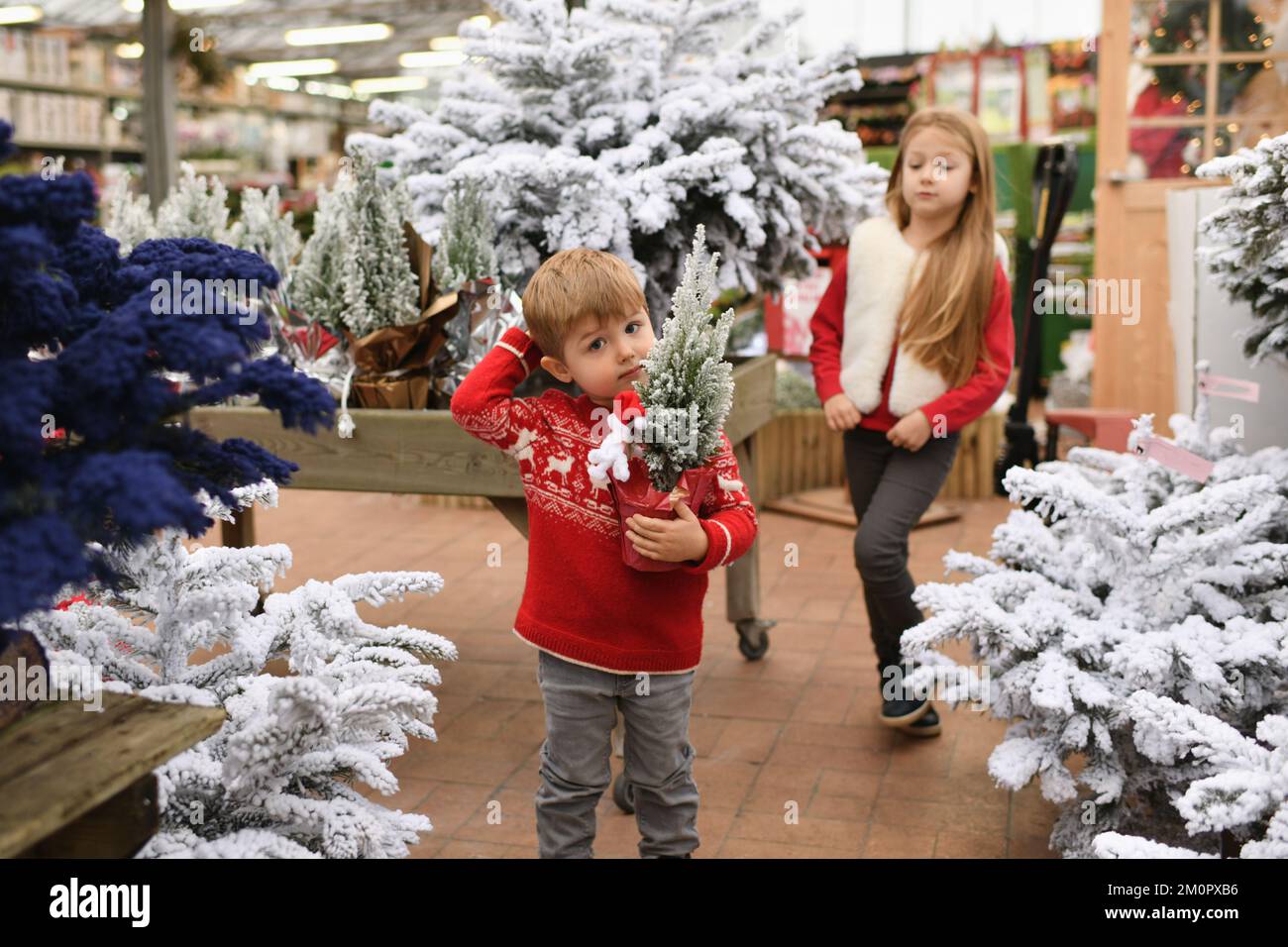 I bambini scelgono un albero di Natale in un negozio Foto Stock