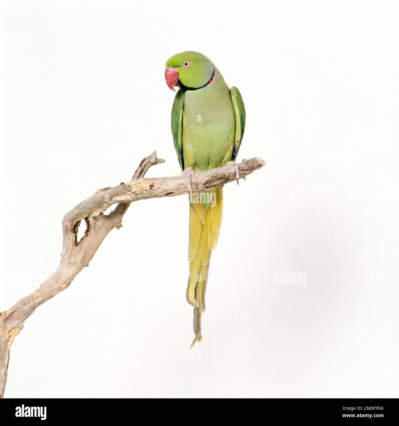 PARAKEET con anello di rosa / collo ad anello - arroccato sul ramo Foto Stock