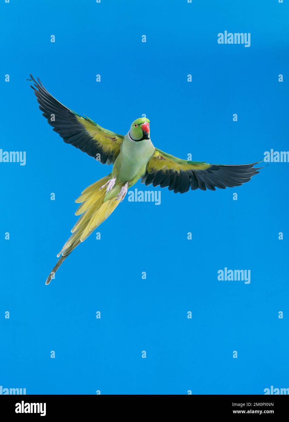 PARAKEET ad anello / Rose-ringed - in volo Foto Stock