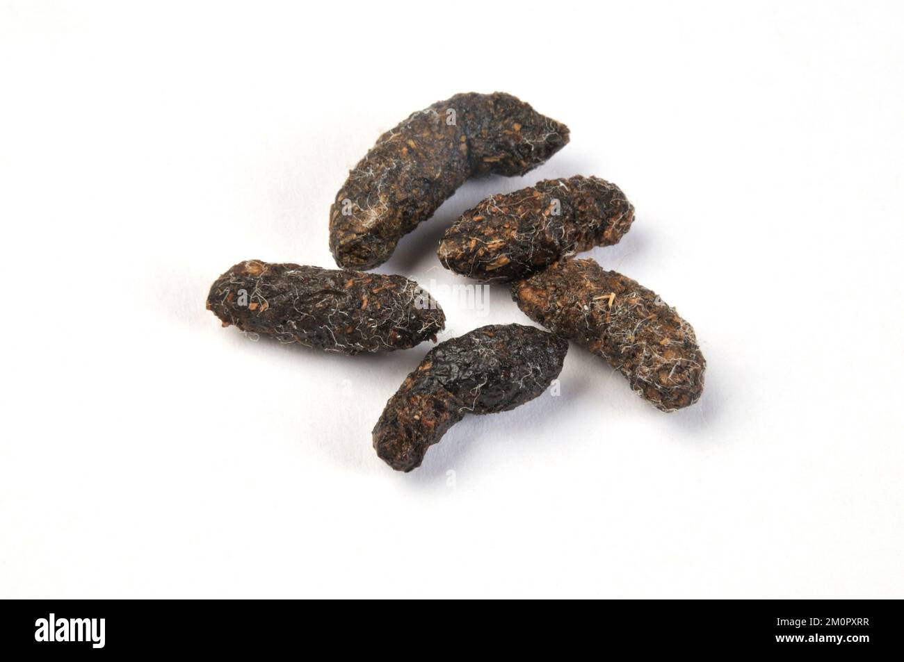 Escrementi nazionali di Rat Foto Stock