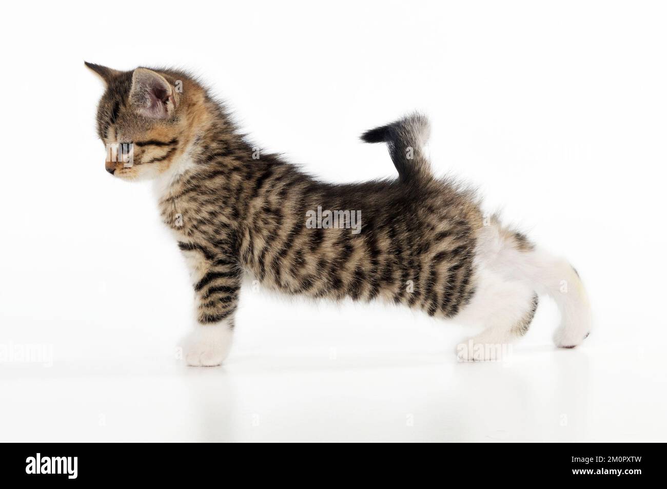 CAT. Stretching gattino Foto Stock