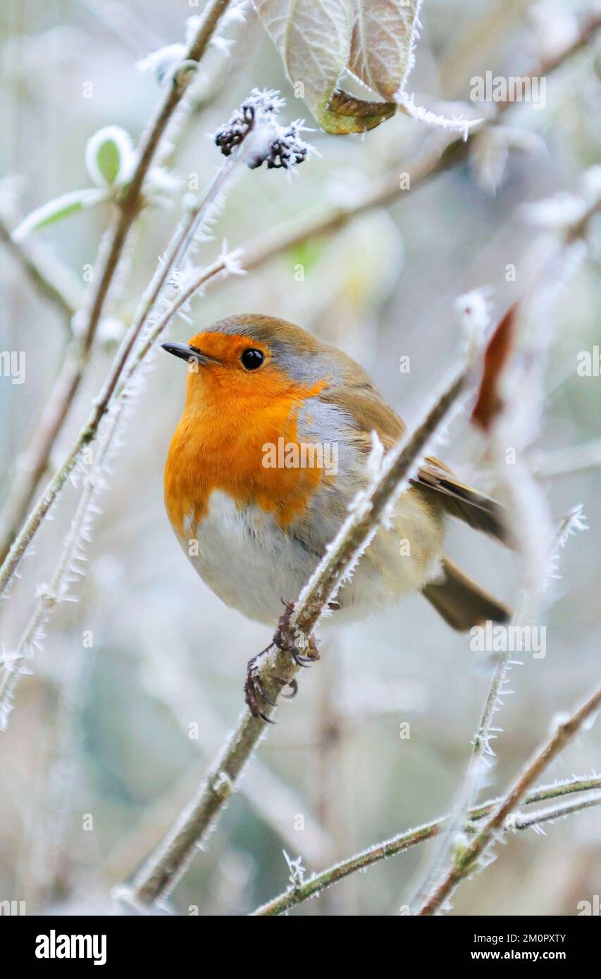 Bird - Robin in un ambiente gelido Foto Stock