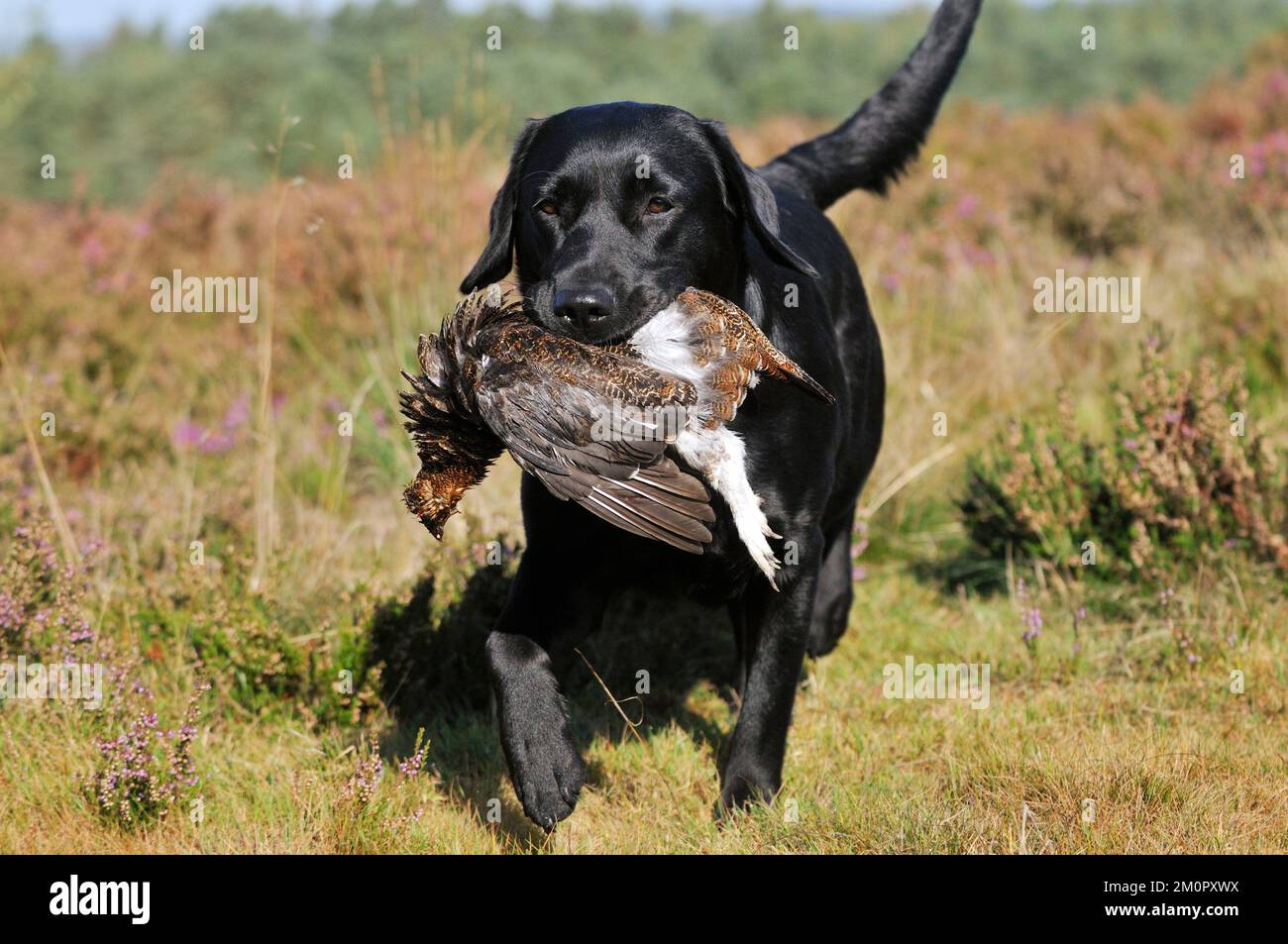 CANE. Labrador tenendo l'inguine in bocca camminando attraverso Foto Stock