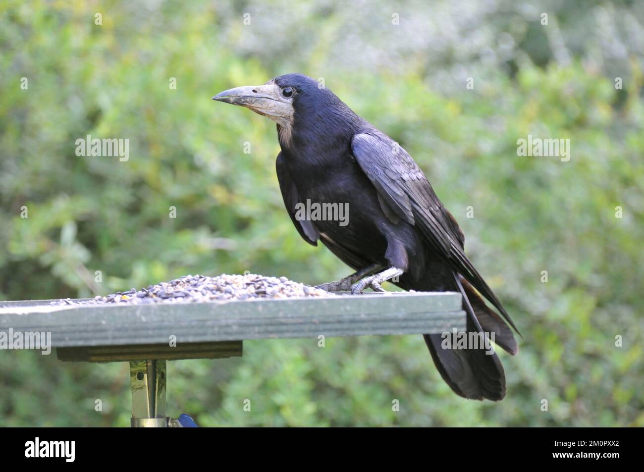 Rook - sul tavolo per l'alimentazione degli uccelli Foto Stock