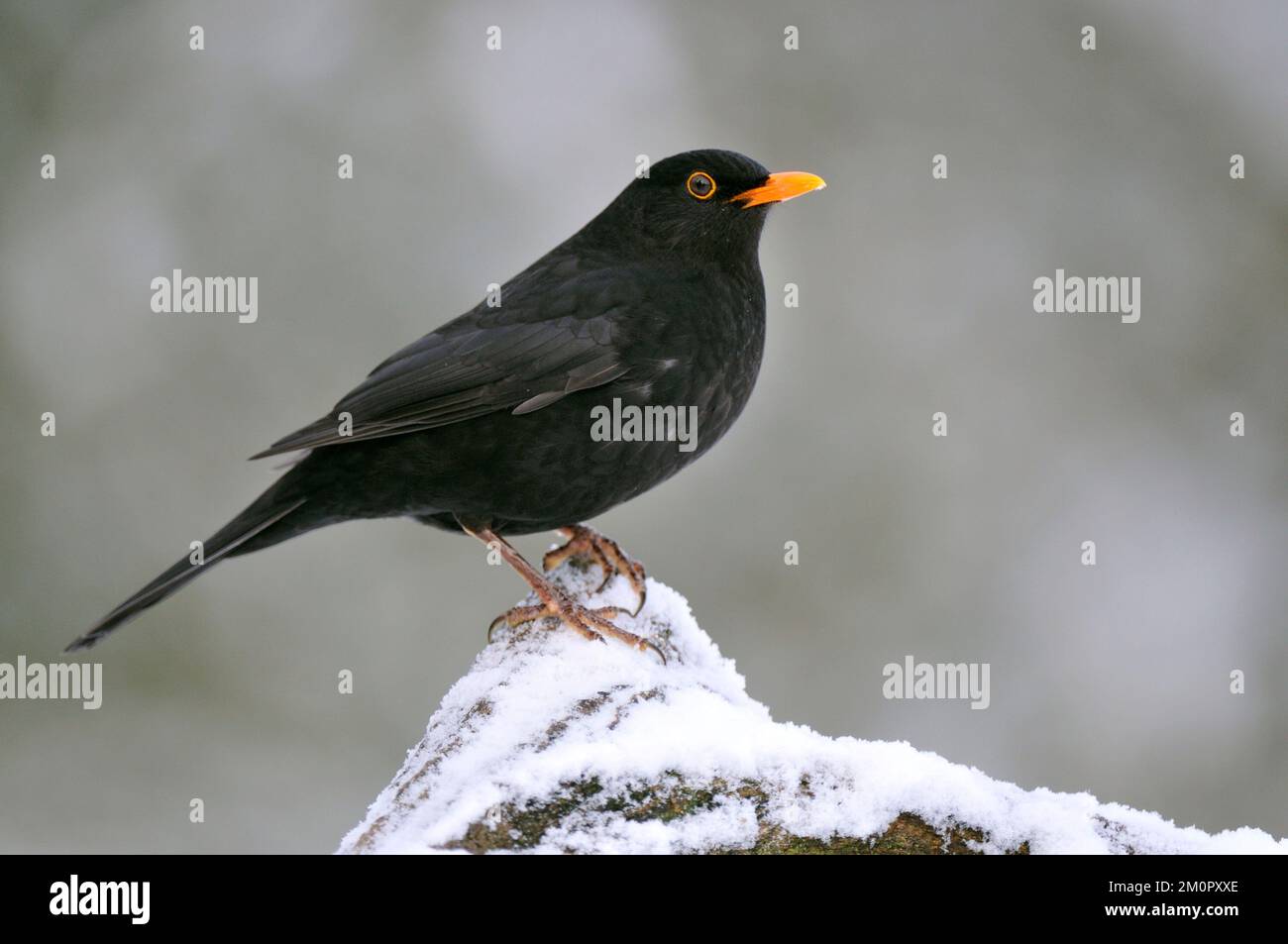 UCCELLO. Blackbird (maschio) Foto Stock