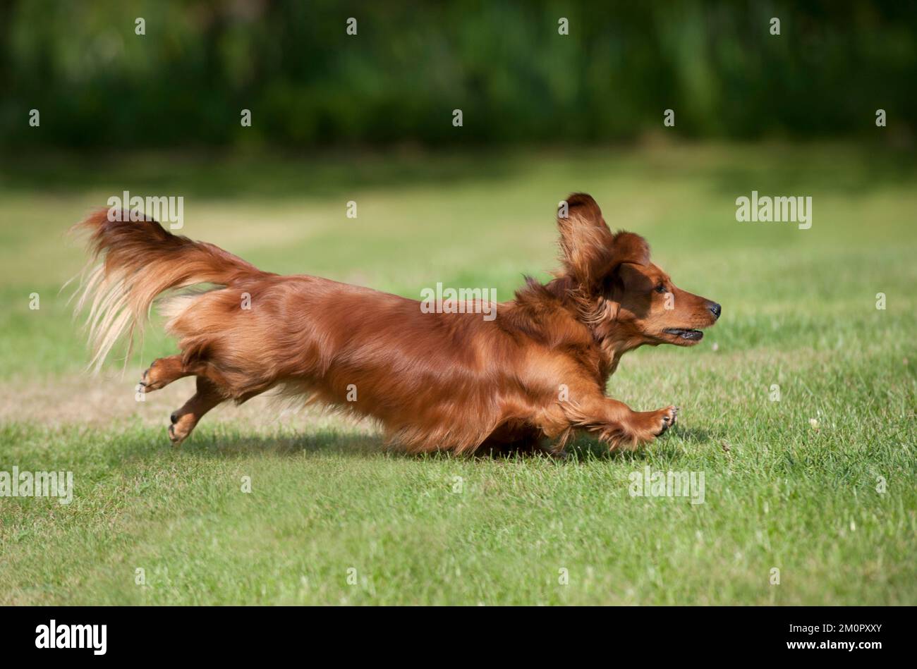 DOG - Miniature dachshund a capelli lunghi in esecuzione in giardino Foto Stock