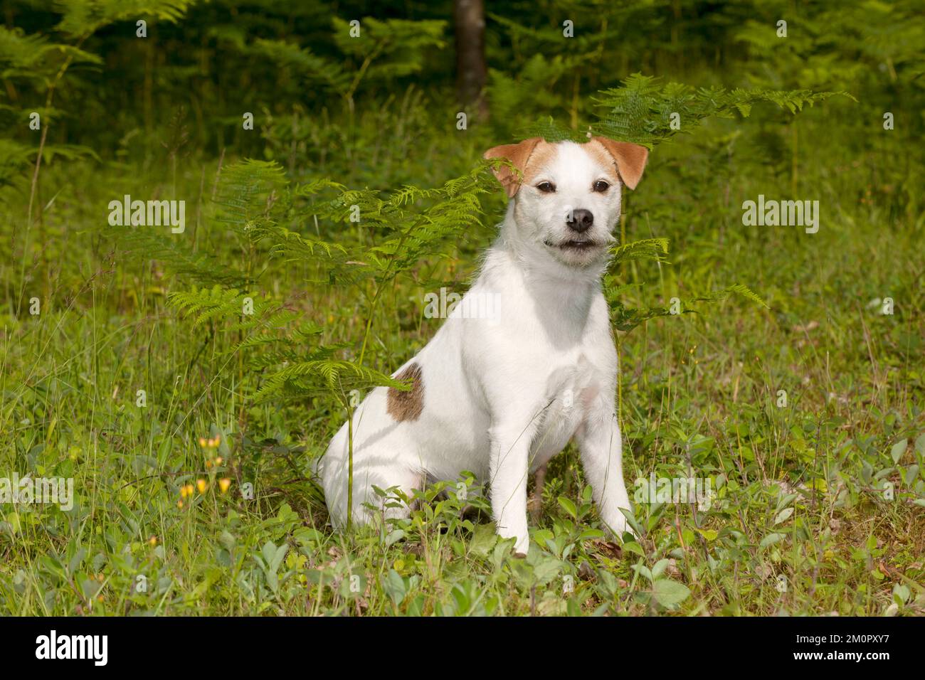 CANE - Jack Russell terrier Foto Stock