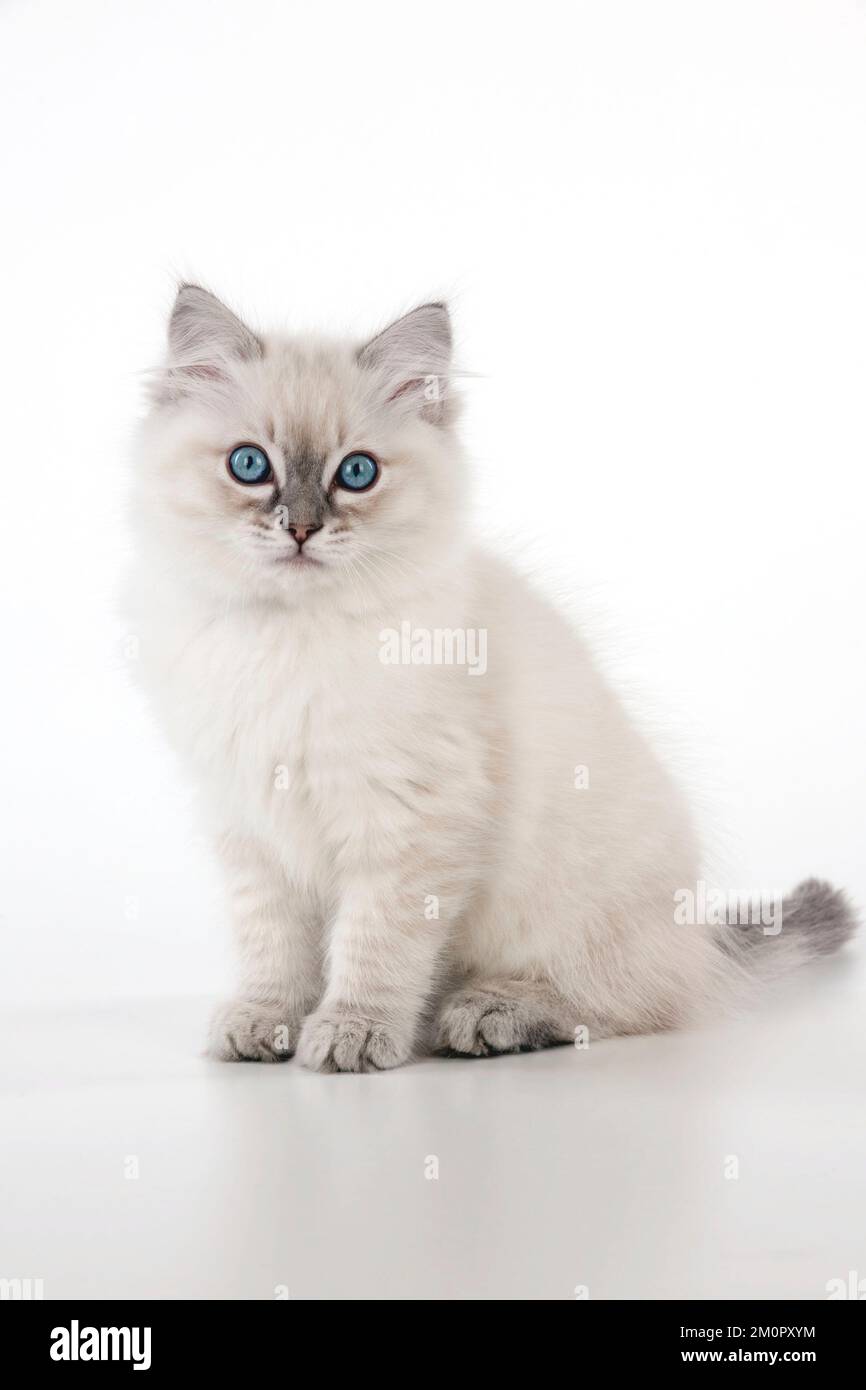 GATTO - gattino ragdoll di 10 settimane Foto Stock