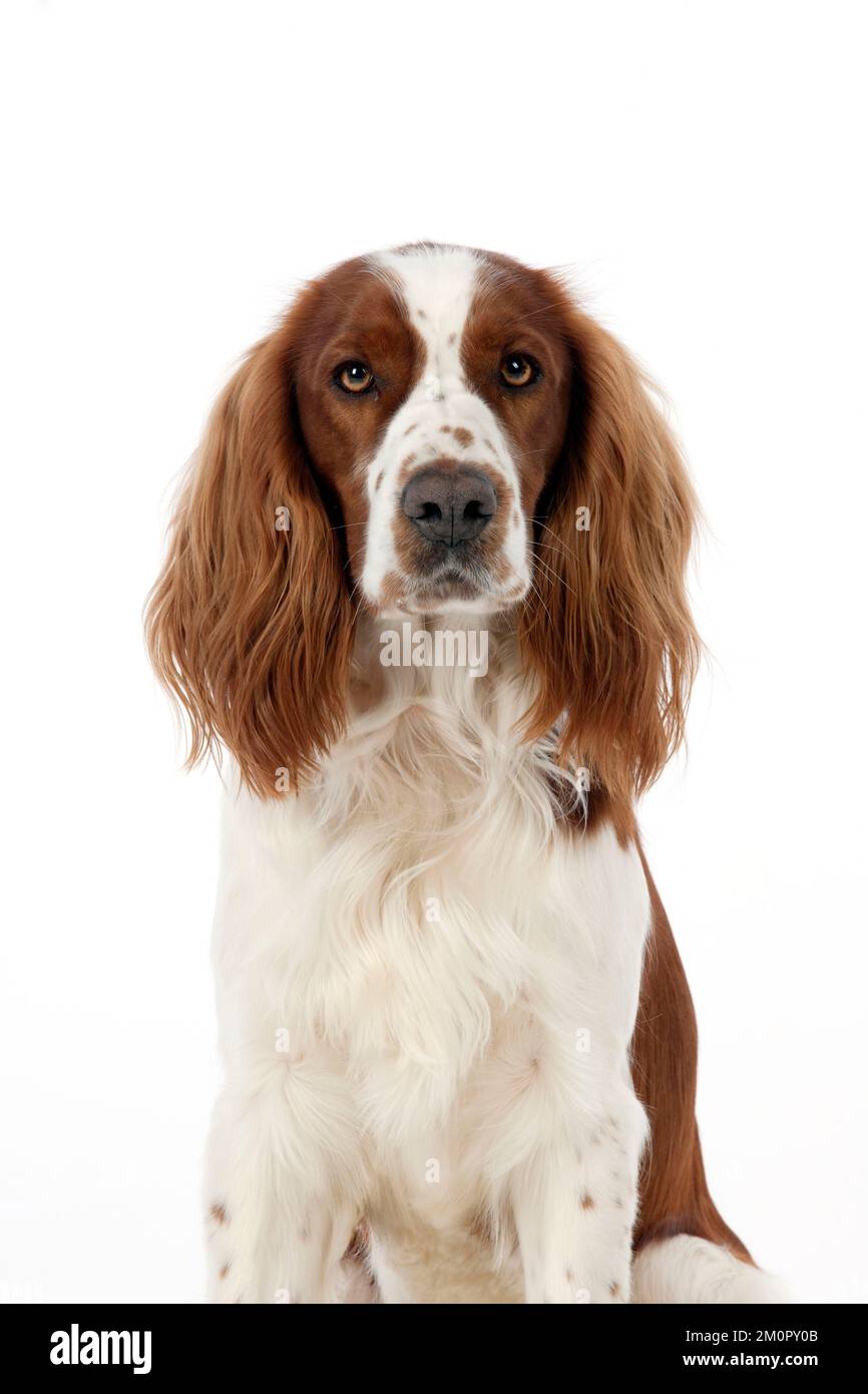 CANE - springer spaniel gallese (colpo di testa) Foto Stock